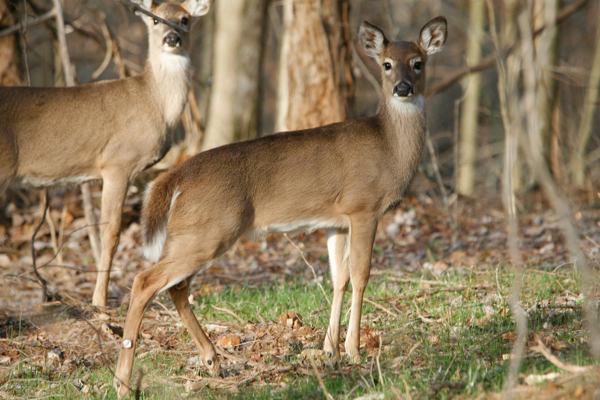 White Tailed Deer Treating Lawns Like Meadows