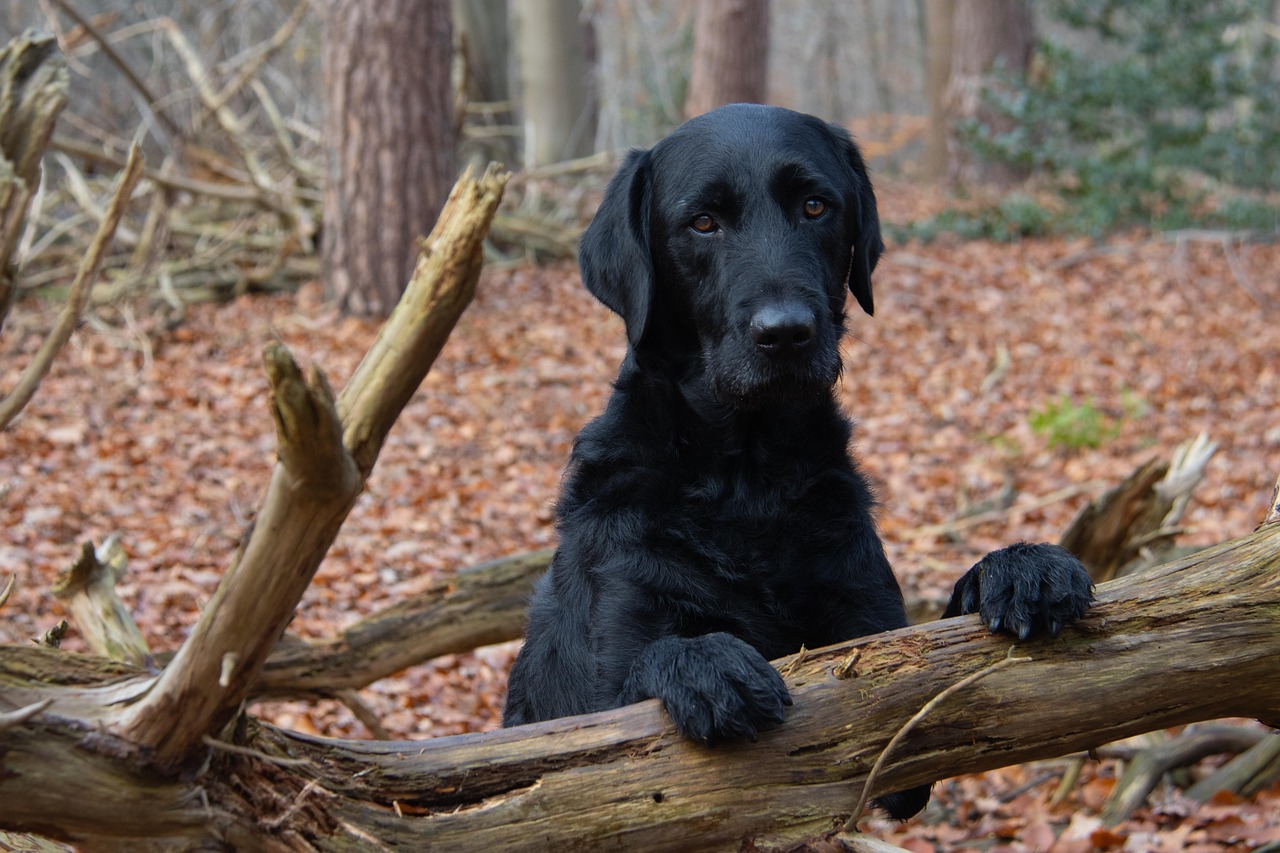 labrador-5971972_1280