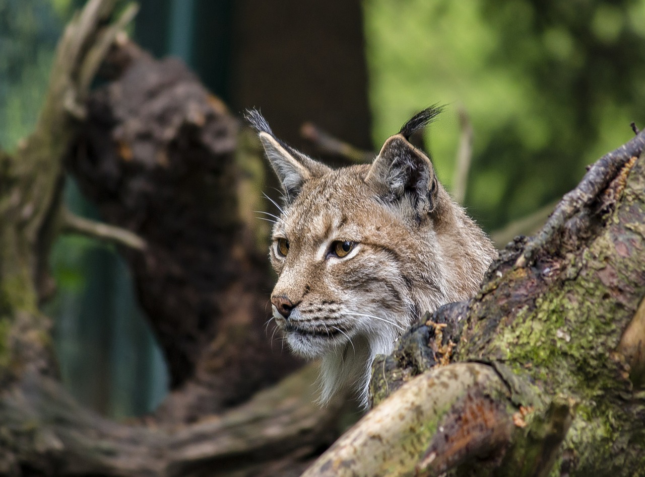 lynx-4940240_1280